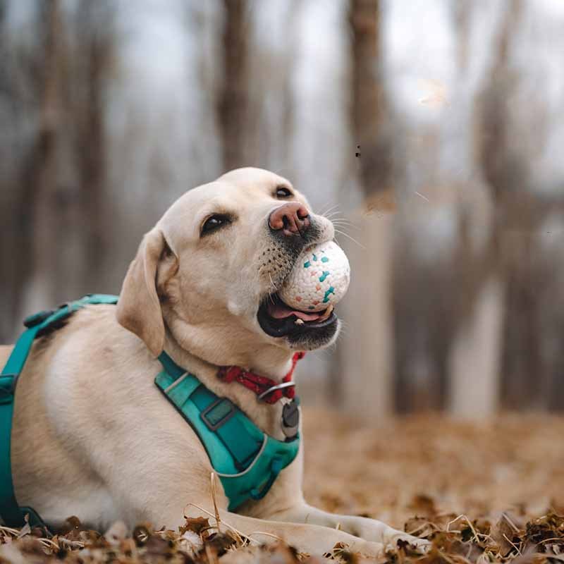 Chew Ball for Dogs